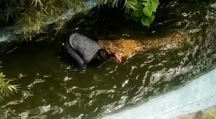 Turista vive momentos de terror ao confundir um crocodilo com um enfeite