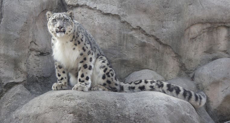 Leopardos raros morrem após contrair COVID-19 em zoológico