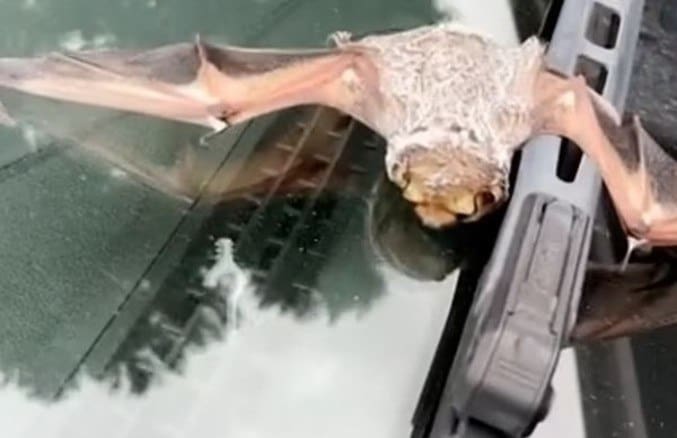 Morcego preguiçoso adormece no para-brisa do carro e deixa motorista desesperada