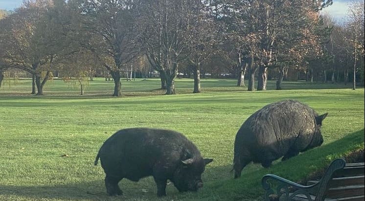 Porcos gigantes invadiram um campo de golfe e espelharam o terror