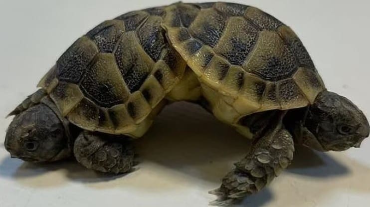 Tartaruga rara de 2 cabeças é encontrada em piscina natural