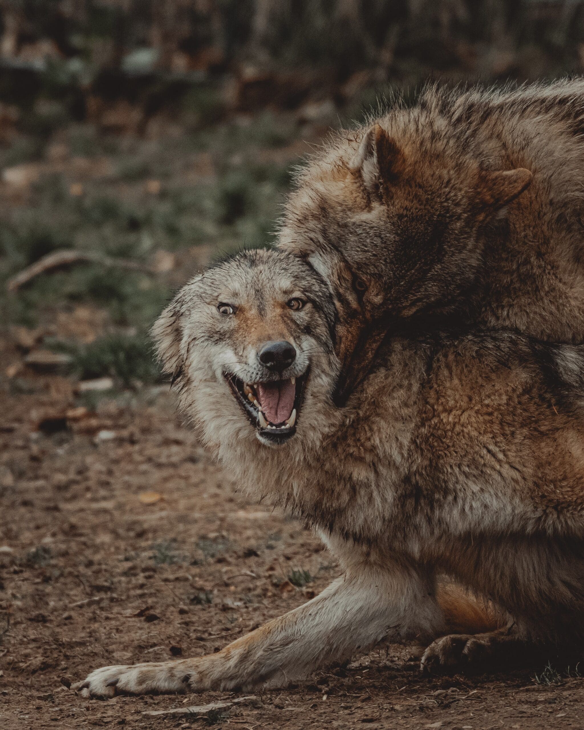Rascunhos da Vida: Caça ao Lobo