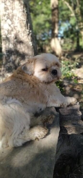 Assustado com foguetes da virada do ano, cachorro desaparece na Comunidade de Lages