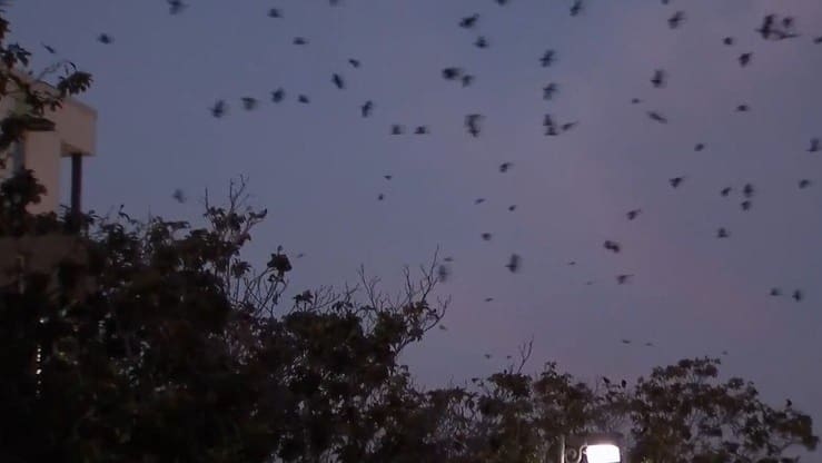 Cidade usa laser para espantar corvos que sujam as ruas do município