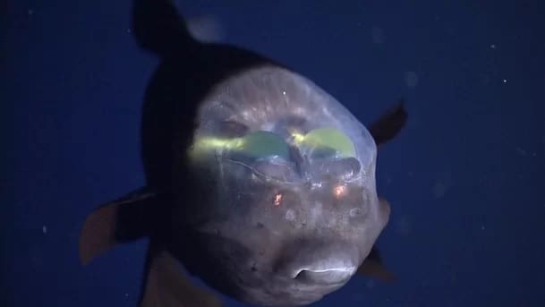 Cientistas conseguem captar imagens de peixe com cabeça transparente