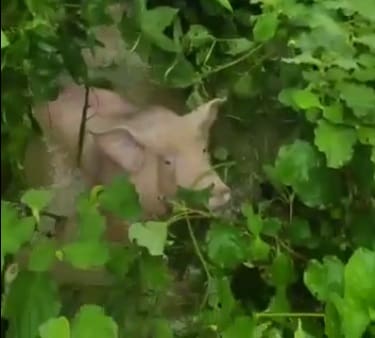 Vídeo: Alagamento mata mais de mil porcos em região que está ameaçada por rompimento de barragem