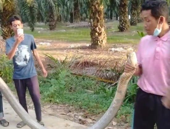 Jovem consegue capturar cobra venenosa com o braço
