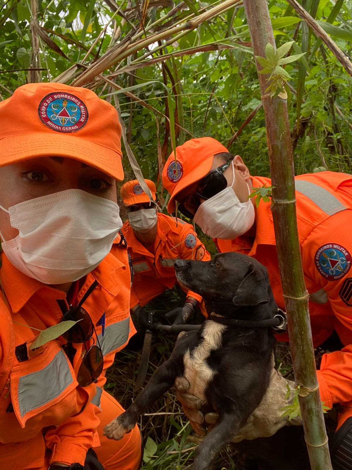 Bombeiros resgatam cachorro em perigo em Divinópolis