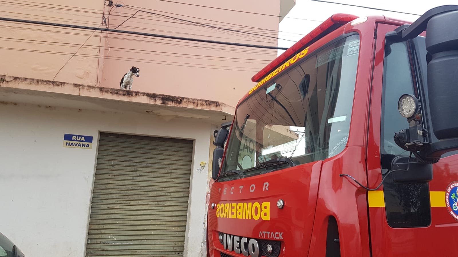 Cadelinha é resgatada de marquise no bairro Santa Rosa em Divinópolis
