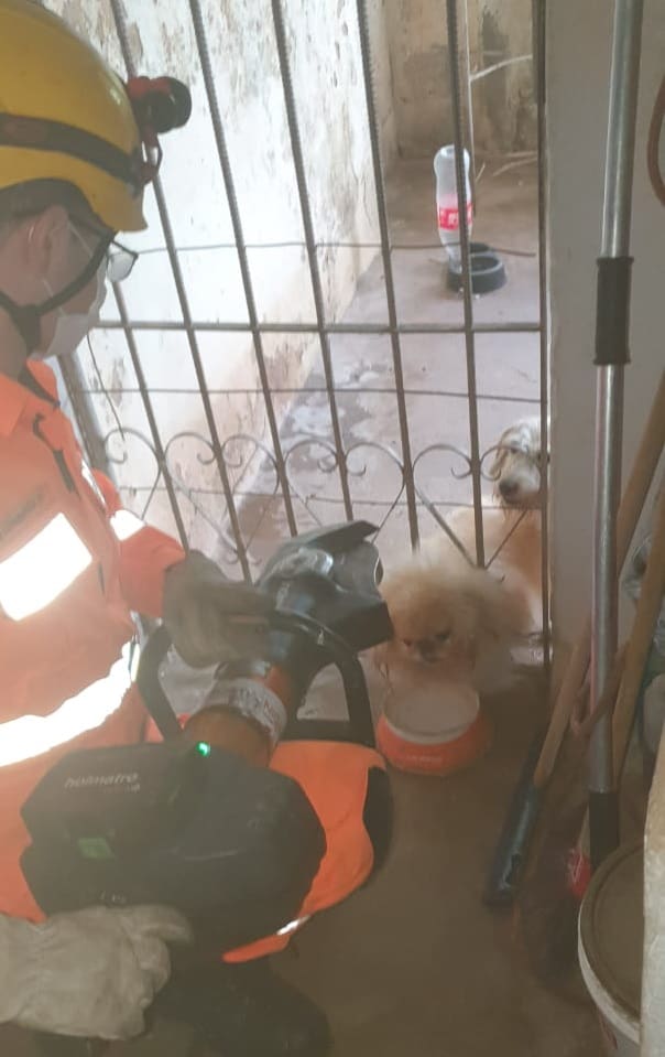 Bombeiros resgata cachorro preso em grade