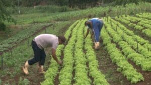 Excesso de chuvas prejudica planta&ccedil;&otilde;es em Divin&oacute;polis