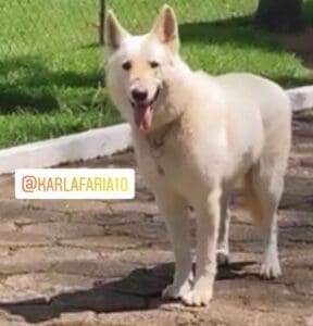 Esta desaparecido o cachorro que responde por Thor, recompensa quem o encontrar