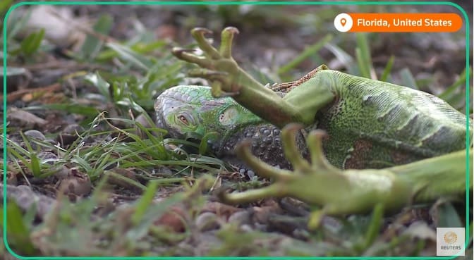 Onda de frio congela iguanas e fazem animais caírem de árvores