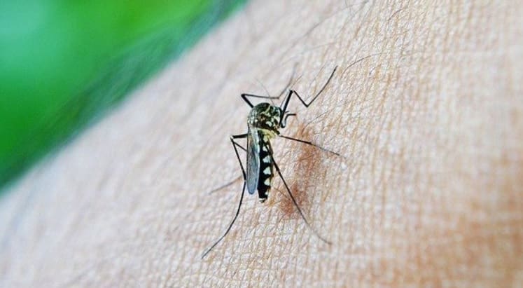 Novo óbito por dengue é registrado em Divinópolis