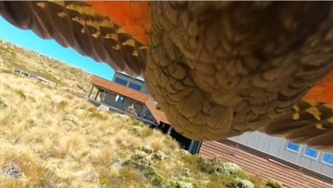 Papagaio rouba câmera de segurança e equipamento registra o voo de fuga