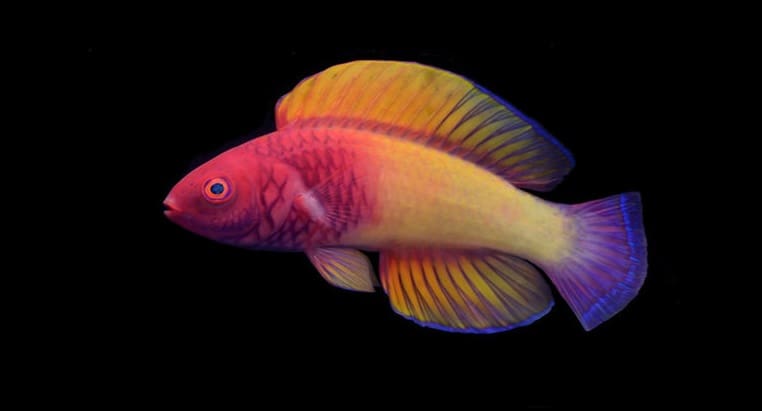 Cientistas descobrem nova espécie de peixe com cores do arco-íris