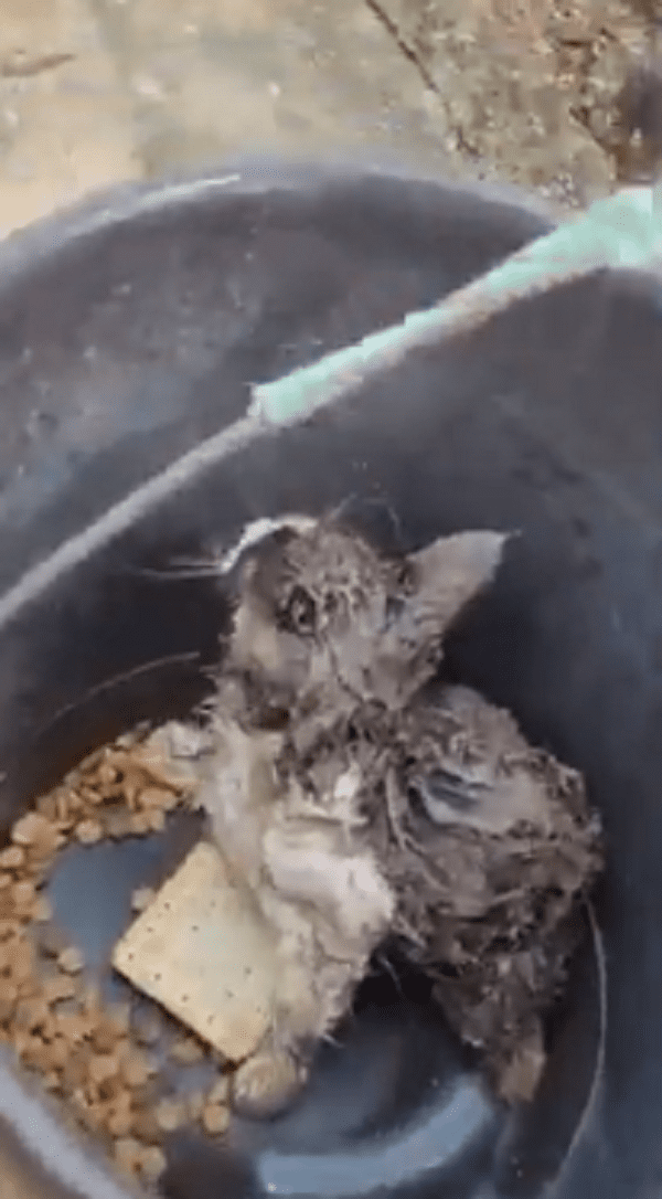 Bombeiros resgatam gato em cisterna em Divinópolis