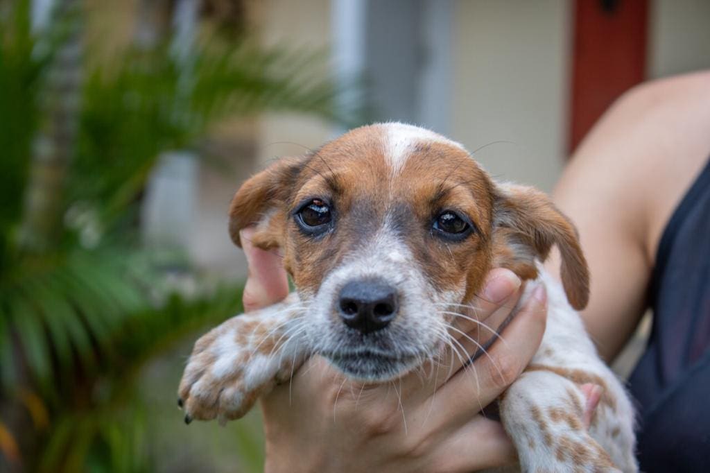 Feira de adoção de animais acontece esta semana em Divinópolis
