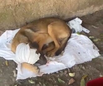 Cachorro é agredido com barra de ferro no Icaraí em Divinópolis, acusado é preso