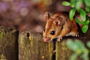 Rascunhos da Vida: O rato ou eu…