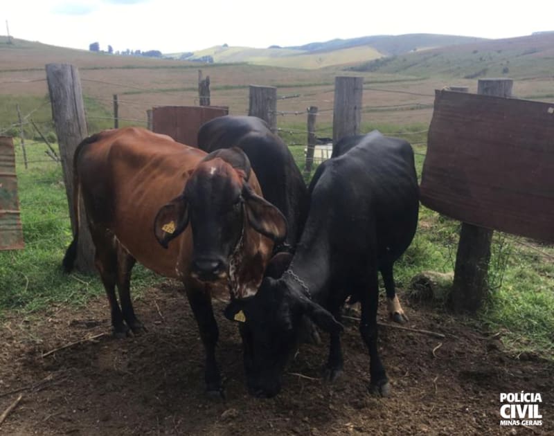 PCMG prende suspeito de receptação e recupera bovinos em Araxá
