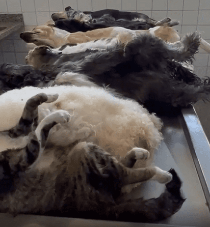Vídeo: Flávio Marra filmou cerca de 13 cachorros mortos em um congelador e afirma que Crevisa “está matando cachorros”;