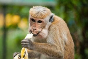 Rascunhos da Vida: Vai descascar a banana!