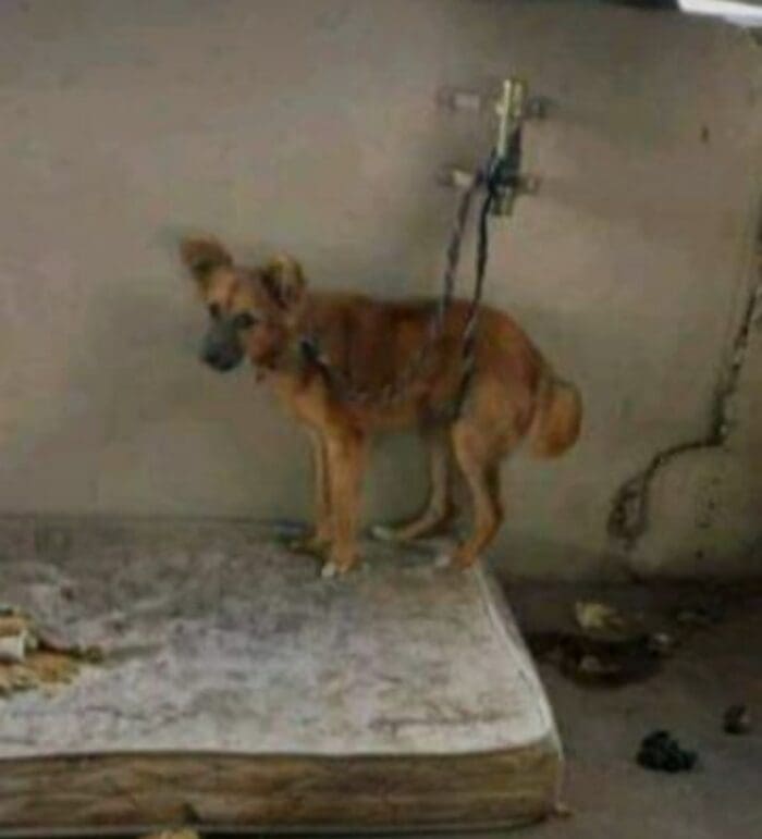Flávio Marra recebe mais uma denúncia de maus-tratos, morador alegou que não tem condições de "cuidar" do cachorro