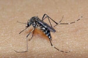 Divinópolis registra quase 400 casos de dengue em dois dias