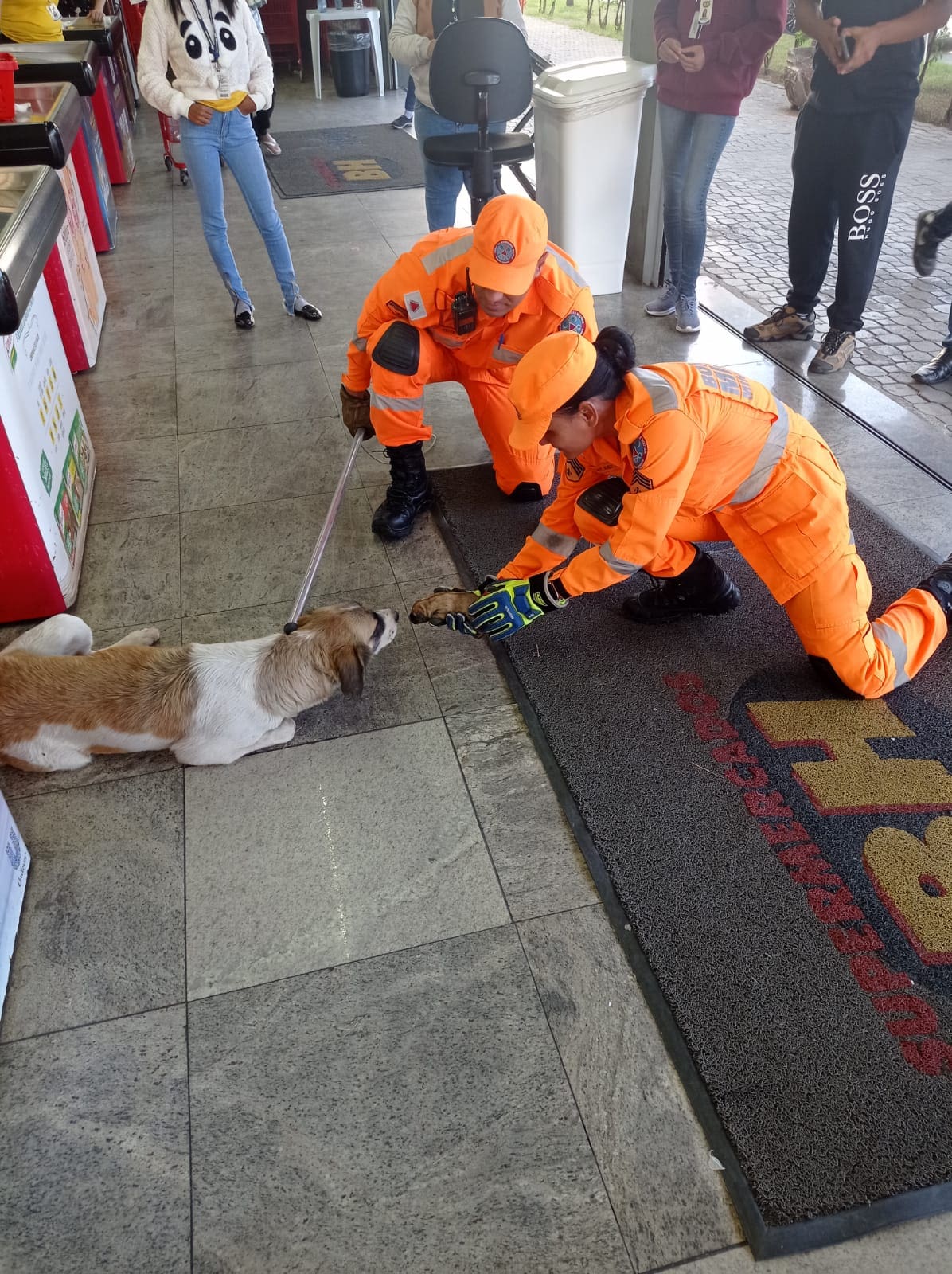 Bombeiros Militares realizam salvamento de cadela e dos seus filhotes