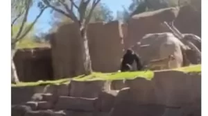 Gorila persegue cachorro em zool&oacute;gico nos EUA; veja
