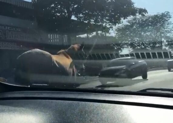 Cavalos soltos nas ruas de Divinópolis colocam em risco o tráfego de veículos