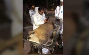Febre Maculosa: Pesquisa com capivaras &eacute; desenvolvida no Parque da Ilha