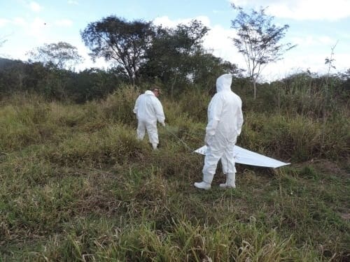 Manejo de capivaras para pesquisa acontecerá no Parque da Ilha