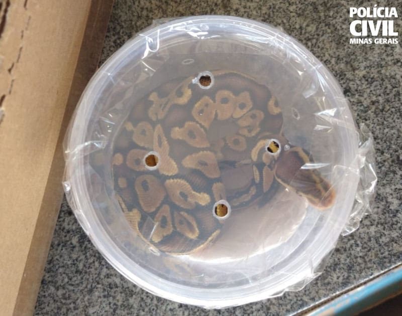PC autua suspeito em Pará de Minas de manter em cativeiro cobra de origem africana