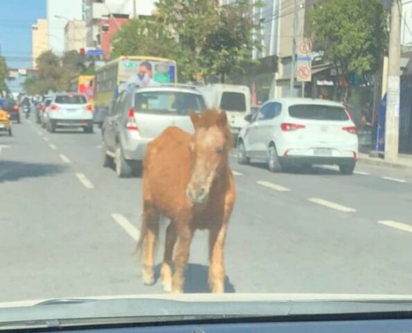 Cavalo solto no centro de Divin&oacute;polis