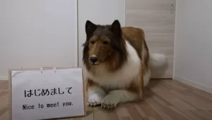 Japonês se transforma em cão da raça Collie com uma fantasia de R$ 75 mil