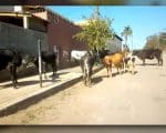 Prefeitura alega que recolhimento de animais em Divinópolis é feito somente após denúncias
