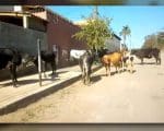 Prefeitura alega que recolhimento de animais em Divin&oacute;polis &eacute; feito somente ap&oacute;s den&uacute;ncias