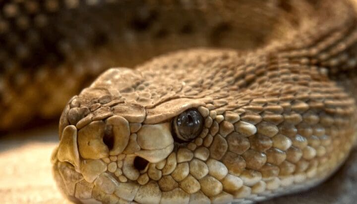 Bebê é picado por cobra em Divinópolis e espera mais de 8 horas para receber antiofídico