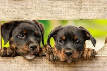 Canil de JF só recolherá animais sem tutores, doentes ou vítimas de traumas