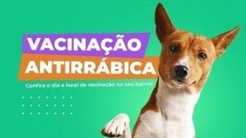 Vacina para c&atilde;es e gatos chega as regi&otilde;es norte e nordeste de Divin&oacute;polis