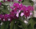 Divinópolis sedia a primeira mostra de orquídeas