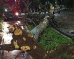 Árvore cai na Avenida JK em Divinópolis