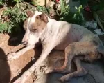 Cão é encontrado com orelhas amputadas