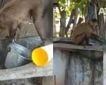 Video: Macaco que foi visto lavando louça e afiando faca é resgatado no Piaui