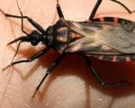Macrorregião oeste registrou 87 casos da Doença de Chagas