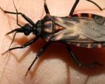 Macrorregi&atilde;o oeste registrou 87 casos da Doen&ccedil;a de Chagas
