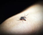 Em uma semana casos de dengue sobem 72% em Divinópolis