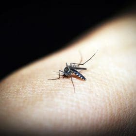 Divin&oacute;polis tem suspeita de morte por chikungunya; dengue registra 49 novos casos